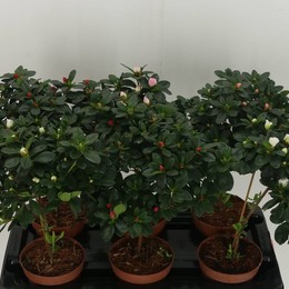 Стебель Рододендрона Белого Op ( Rhododendron White Op Stem ) W 13 см H 40 см