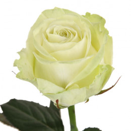 Rosa Gr Avalanche (Роза Гр Аваланш) В40 Цветы Удмуртии