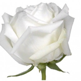 Rose Polo (Роза Поло) B60 Royal Flowers