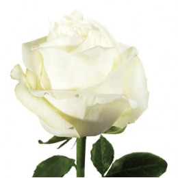 Rose Polar Star (Роза Полар Стар) B40 Royal Flowers