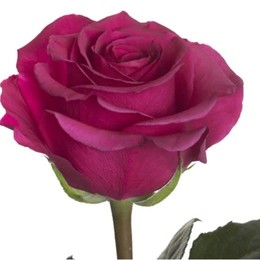 Rose Queen Berry (Роза Квин Берри) B40 Piaveri