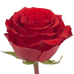 Rose RED Colors (Роза Красная) B130 Royal Flowers