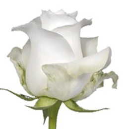 Rose Proud (Роза Проуд) B40 Royal Flowers