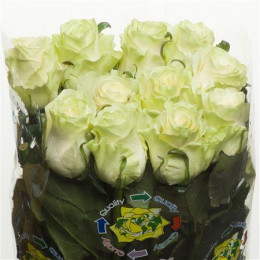 Rose Mondial (Роза Монидиал) B50 Royal Flowers