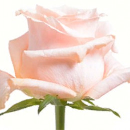 Rose Shimmer (Роза Шиммер) B50 Royal Flowers