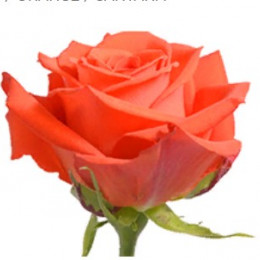 Rose Santana (Роза Сантана) B60 Royal Flowers