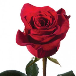 Rose Scarlatta (Роза Скарлатта) B40 Piaveri