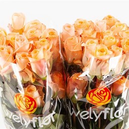 Rose Tiffany! (Роза Тиффани!) B60 Royal Flowers