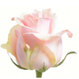 Rose Trust (Роза Траст) B50 Royal Flowers