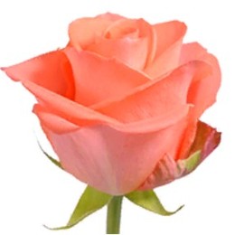 Rose Wow (Роза Вау) B60 Royal Flowers