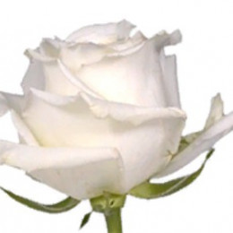 Rose Snowy Jewel (Роза Сноуи Джуел) B50 Royal Flowers