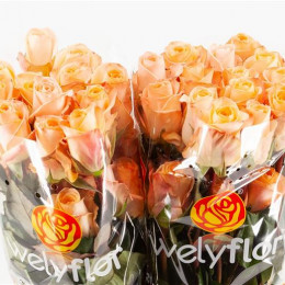 Rose Tiffany! (Роза Тиффани!) B50 Royal Flowers