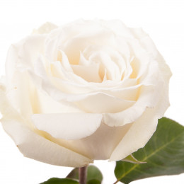 Rose White Dove (Роза Вайт Дав) B40 Royal Flowers