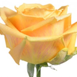 Rose Shukrani (Роза Шукрани) B50 Royal Flowers