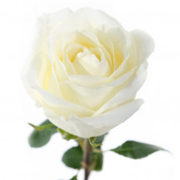Rose White Chocolate (Роза Вайт Чоклат) B50 Royal Flowers