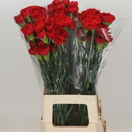 Dianthus Red (Гвоздика Красная) В70 Flores La Union