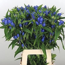 Gentiana blue(Гентиана блу) В50