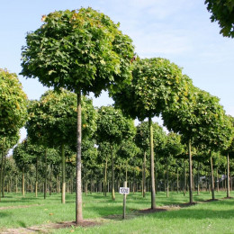 Клен остролистный Globosum (Глобозум)