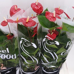 Антуриум Легкий Красный ( Anthurium A Easy Red ) W 17 см H 55 см