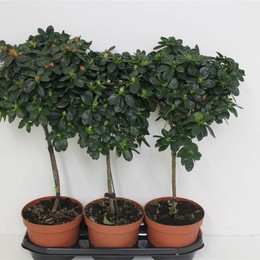 Рододендрон Смешанный Со Стеблем Rauw ( Rhododendron Mixed Op Stem Rauw ) W 19 см H 65 см