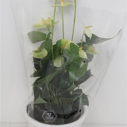 Антуриум Желтый ( Anthurium An Yellow ) W 25 см H 50 см
