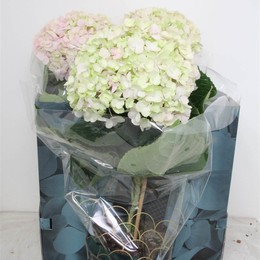 Гортензия М Авангардная Роза ( Hydrangea M Avantgarde Rose ) W 23 см H 65 см