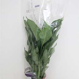 Спатифиллум Сладкая Лауретта ( Spathiphyllum Sweet Lauretta ) W 21 см H 80 см