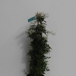 Жасмин Полиантовый ( Jasminum Polyanthum ) W 21 см H 90 см