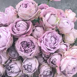 Rosa tr Lavender Bubbles (Роза куст Лавендер Баблс) В70 Ступино