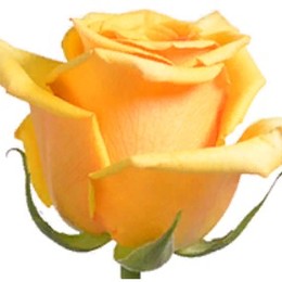 Rose Tycoon (Роза Тайкун) B50 Royal Flowers