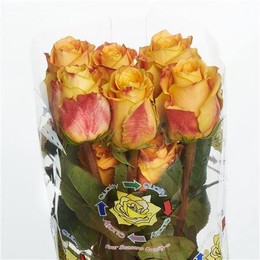 Rose Silantoi (Роза Силантои) B60 Royal Flowers