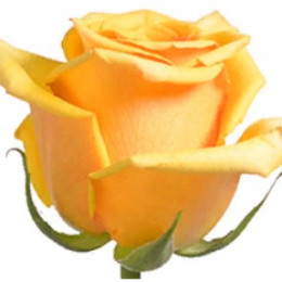Rose Tycoon (Роза Тайкун) B40 Royal Flowers