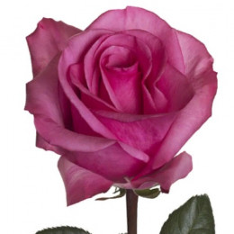 Rose Stiletto (Роза Стилетто) B60 Piaveri