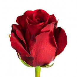 Rosa Sexy Red (Роза Секси Ред) В50