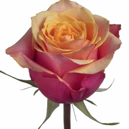 Rosa Cherry Brandy (Роза Черри Бренди) В70 Royal Flowers