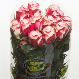 Rosa Sweetness (Роза Свитнесс) В80 Royal Flowers