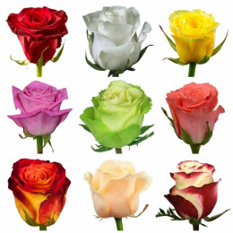 Rosa RVR Mix (Роза РВР микс) В40 Royal Flowers