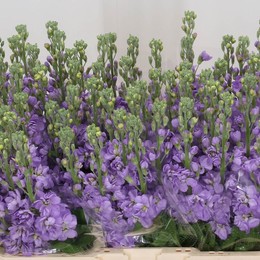 Matthiola Figaro Lavender (Маттиола Фигаро Лавандер) В50