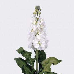 Matthiola aida white (Маттиола Аида Вайт) В50