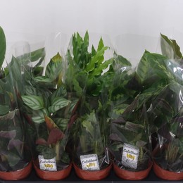 Калатея Смешанная 4 Сорта ( Calathea Mixed 4 Varieties ) W 12 см H 40 см