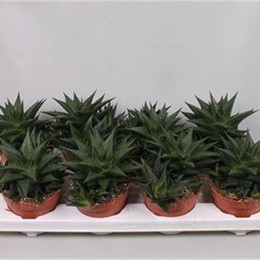 Хавортия Лимифолия ( Haworthia Limifolia ) W 12 см H 20 см