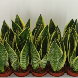 Сансевиерия Лаврентий ( Sansevieria Laurentii ) W 12 см H 40 см