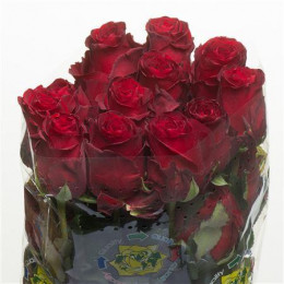 Rose Explorer (Роза Эксплорер) В80 Royal Flowers
