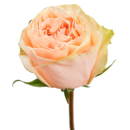 Rose Garden Spirit (Роза Гарден Спирит) В50