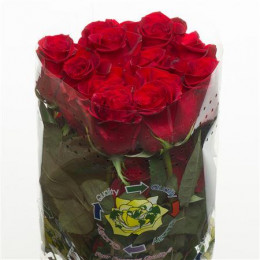 Rosa Freedom (Роза Фридом) В60 Merino Roses
