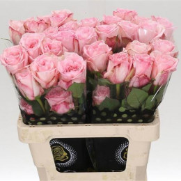 Rose Pink GR O'hara (Роза Пинк Охара) В50 Royal Flowers