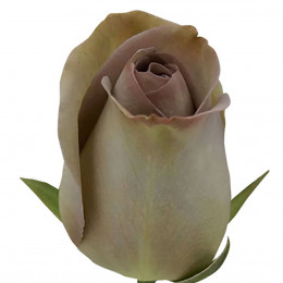 Rose Lavender Amnesia (Роза Лавандер Амнезия) В40 Royal Flowers
