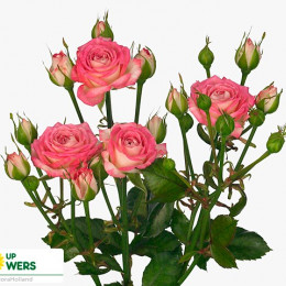 Spray Roses Assorted Colors ( Кустовая Роза микс ) B40 Royal Flowers