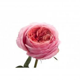 Rosa Garden Romantic Antique (Роза Гарден Романтик Антикви) В50