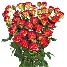 Rosa Spray Rubyella (Роза Спрей Рубелла) В50 (Цветы Удмуртии)